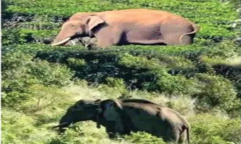 அப்பர் கோதையாறு பகுதியில் மெலிந்து, எலும்புகள் தெரியும்படிசுற்றி திரியும் அரிசி கொம்பன் யானை