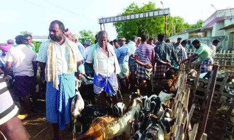 எட்டயபுரம் சந்தையில் ஆடுகளுடன் குவிந்த வியாபாரிகளை படத்தில் காணலாம்.