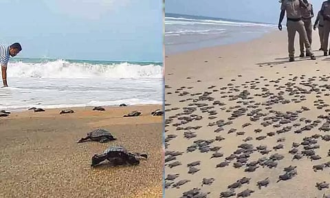 இதுவரை இல்லாத அளவாக 1.83 லட்சம் ஆமை குஞ்சுகள் கடலில் விடப்பட்டன- சுற்றுச்சூழல், வனத்துறை செயலர் தகவல்