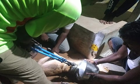 தண்ணீர் குடிக்க குடத்திற்குள் தலைவிட்டு மாட்டி கொண்ட நாயை தீயணைப்புவீரர்கள் மீட்கும் காட்சி.