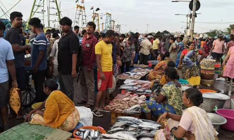 காசிமேடு மார்க்கெட்டில் பெரிய வகை மீன்கள் விற்பனைக்கு வந்தது- கூட்டம் அலைமோதியது
