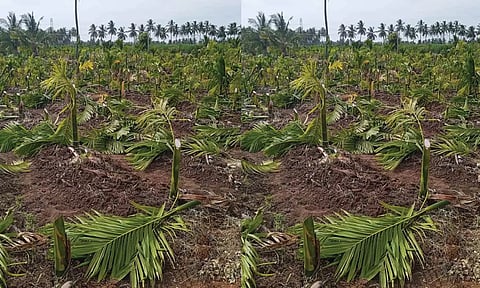 சின்ன மருதூர் அருகே 1800 பாக்கு மரங்கள் வெட்டி சாய்ப்பு- பதட்டம் நீடிப்பு