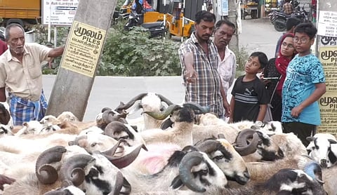 பக்ரீத் பண்டிகை- கோவையில்  ஆடுகள் விற்பனை சூடுபிடித்தது