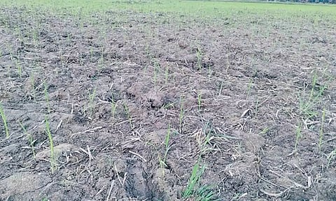 கருகும் நிலையில் உள்ள குறுவை பயிர்கள்.
