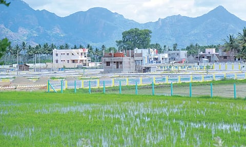 குமரியில் விளைநிலங்களை பிளாட்டுகளாக மாற்றுவதால் விவசாய சாகுபடி பரப்பளவு குறைகிறது