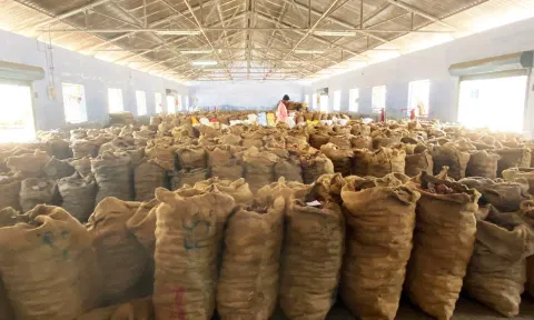 ஏலத்திற்கு கொண்டு வரப்பட்ட தேங்காய் பருப்புகள்