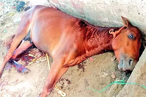 இறந்து கிடக்கும் குதிரையை படத்தில் காணலாம்.&nbsp;
