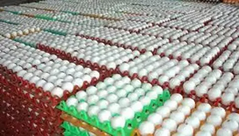 நாமக்கல் மண்டலத்தில் முட்டை விலை 10 காசுகள் சரிவு