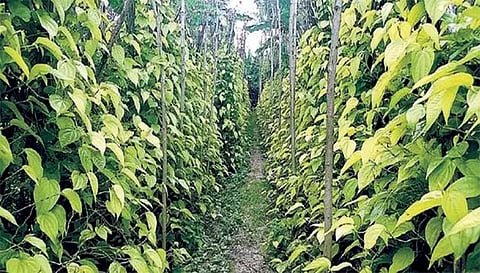 பாரதியார்  புகழ்ந்து பாடிய மகத்துவம் நிறைந்த காவிரிக்கரை வெற்றிலை