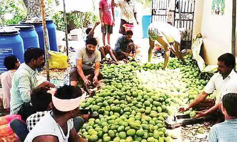ஊறுகாய் தயாரிக்கும் பணியில் கிராம மக்கள் ஈடுபட்டுள்ள காட்சி.
