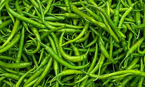 தக்காளியை தொடர்ந்து பச்சை மிளகாய் விலை வரலாறு காணாத உயர்வு