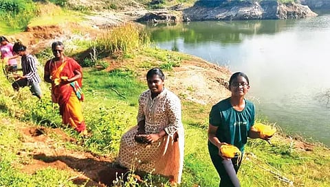 ஏரிக்கரையில் பனை விதைகளை விதைக்கும் பெண்கள்.