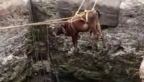 கிணற்றில் தவறி விழுந்த பசு மாடு உயிருடன் மீட்பு