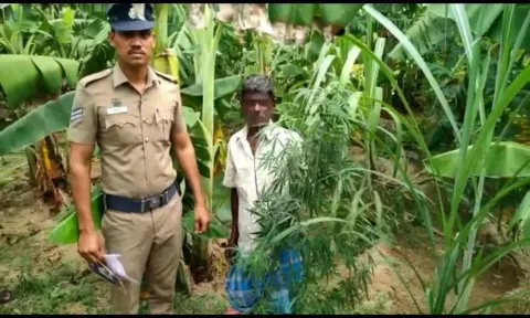 திருப்பத்தூர் அருகே வாழைத்தோப்பில் கஞ்சா செடி வளர்த்த விவசாயி ராமனை போலீசார் கைது செய்த காட்சி.