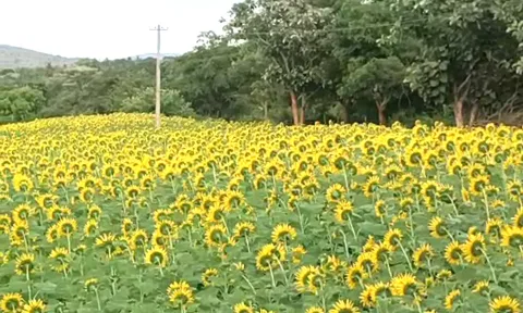 ஊட்டியில் பூத்துக்குலுங்கும் சூரியகாந்தி மலர்கள்