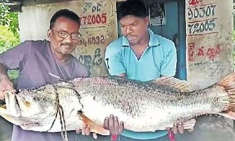 மீனவர் வலையில் சிக்கிய மீன்.