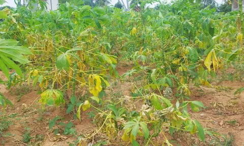 செம்பேன் மற்றும் மாவு பூச்சி தாக்குதலால் பாதிக்கப்பட்ட மரவள்ளிக்கிழங்கு செடிகளை படத்தில் காணலாம்.
