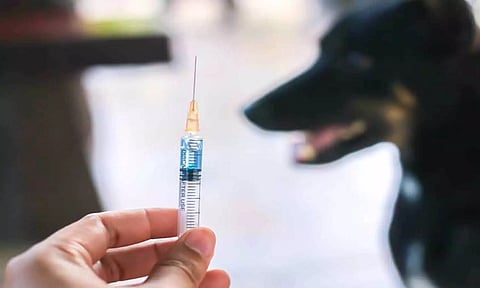 சென்னையில் வீடுகளில் வளர்க்கும் நாய்களுக்கு இலவச வெறிநாய் தடுப்பூசி- 250 செல்லப்பிராணிகளுக்கு போடப்பட்டன