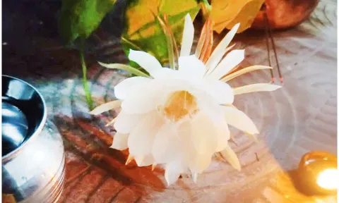 பிரம்ம கமலம் பூவிற்கு வழிபாடு செய்தனர்.