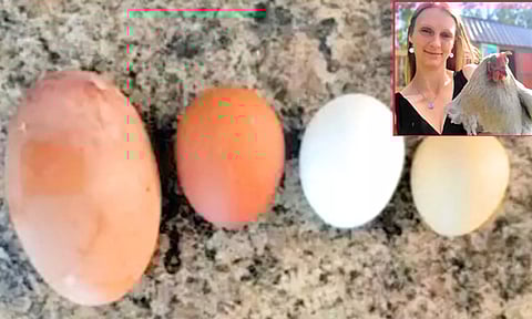 202 கிராம் எடையில் ராட்சத கோழி முட்டை