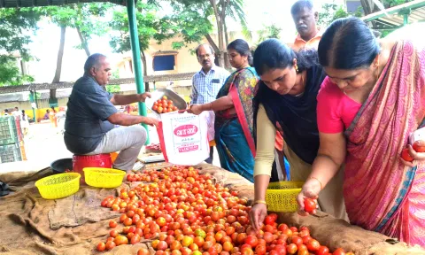 உழவர் சந்தைகளில் ஒரே நாளில் 1800 கிலோ தக்காளி விற்பனை