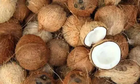 வெப்பிலி விற்பனைக்கூடத்தில் ரூ.20 ஆயிரத்துக்கு தேங்காய் ஏலம்