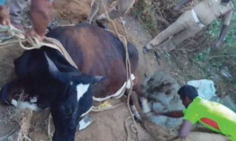 கன்னியாகுமரி சுனாமி குடியிருப்பு பகுதியில் கழிவுநீர் தொட்டியில் விழுந்த பசுமாடு உயிருடன் மீட்பு