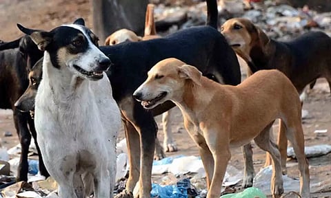 வெறிநாய்கள்.