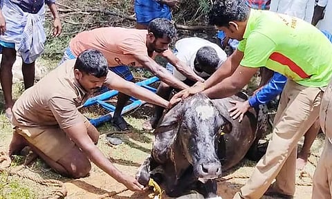 கழிவுநீர் தொட்டியில் விழுந்த பசுமாடு மீட்பு