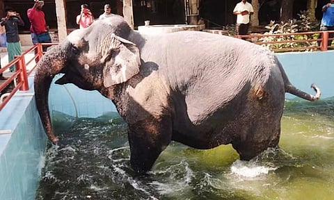 மீனாட்சி அம்மன் கோவில் யானை நன்றாக பராமரிக்கப்பட்டு வருகிறது- ரங்கராஜன் நரசிம்மனுக்கு அமைச்சர் பதிலடி