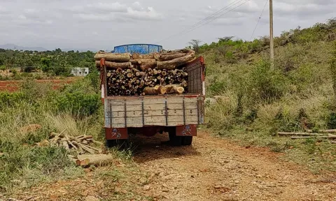 மரங்களை வெட்டி லாரியில் ஏற்றப்பட்டுள்ளதை படத்தில் காணலாம்.