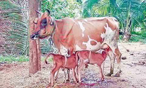 2 கன்றுகளை ஈன்ற பசு.