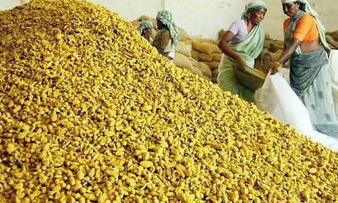 வடமாநிலங்களில் கனமழையால் விளச்சல் பாதிப்பு: ஈரோட்டில் மஞ்சள் குவிண்டால் ரூ.12,600 ஆக அதிகரிப்பு