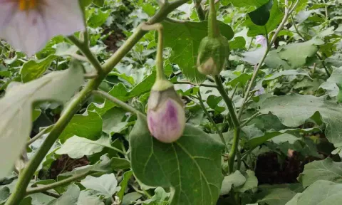 அறுவடைக்கு தயாராக உள்ள கத்திரிக்காய்.