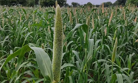 அறுவடைக்கு தயாராக உள்ள கம்பு பயிர்கள்.