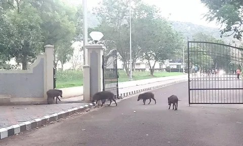 பாரதியார் பல்கலைக்கழகத்தில் காட்டு பன்றிகள் அட்டகாசம்
