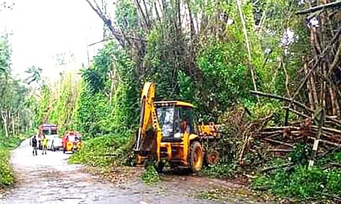 கூடலூரில் கனமழை : மைசூா் சாலையில் மூங்கில் மரம் விழுந்து போக்குவரத்து பாதிப்பு