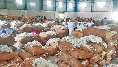 1029 பருத்தி மூட்டைகள் ரூ.22 லட்சத்துக்கு ஏலம்