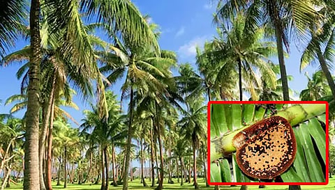 மலைத்தேனீக்கள் அகற்றம்