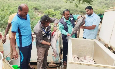 ஒகேனக்கல் மீன் விற்பனை கூடங்களில் உணவு பாதுகாப்பு துறை மற்றும் மீன் வளத்துறை ஆய்வாளர் ஆய்வு செய்த காட்சி.