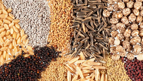 மானிய விலையில் விதைகள் விநியோகம்