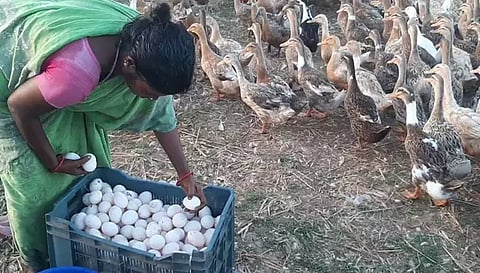 உற்பத்தி குறைவால் வாத்து முட்டை விலை உயர்வு