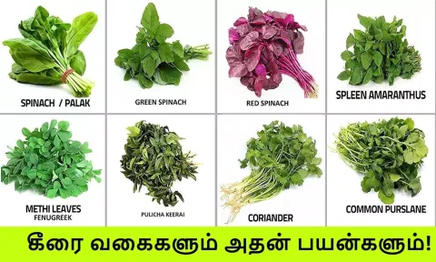 கீரையின் வகைகளும்... சத்துக்களும்...