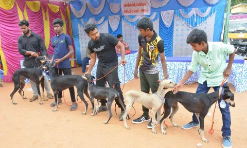 கிருஷ்ணகிரி அரசு பள்ளியில் நடந்த நாய் கண்காட்சியை படத்தில் காணலாம்.