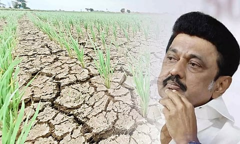 வயல்களில் வெடிப்பு ஏற்பட்டு கருகும் நெற்பயிர்களால் விவசாயிகள் கவலை- பாதிப்பு பகுதிகளை முதலமைச்சர் பார்வையிட வலியுறுத்தல்