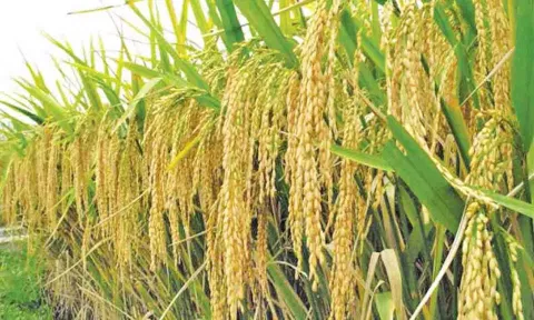 உரிமம் பெறாத நாற்று பண்ணைகளில் நெல், காய்கறி நாற்றுகள் வாங்க வேண்டாம்- அதிகாரி தகவல்