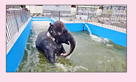 ராமேசுவரம் ராமநாத சுவாமி கோவிலில் புதிதாக கட்டப்பட்டுள்ள தொட்டியில் யானை ராமலட்சுமி உற்சாகமாக குளியல் போட்ட காட்சி.