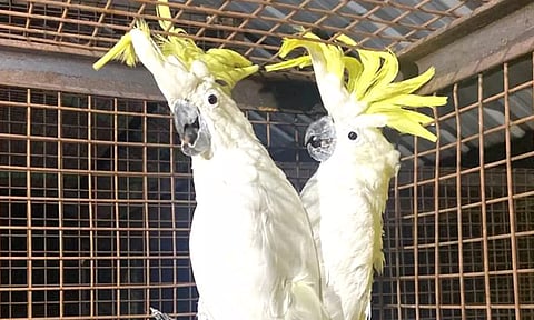 கோவையில் நடக்கும் பாம்பே சர்க்கசில் 2 ஆப்பிரிக்க கிளிகள் பறிமுதல்