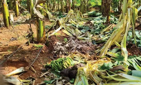 மேட்டுப்பாளையம் அருகே வாழைத்தோட்டத்தில் புகுந்து அட்டகாசம் செய்த யானைகள்
