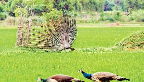 பயிர்களை நாசம் செய்யும் மயில்கள்